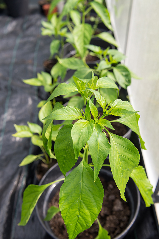 I växthuset växer chiliplantorna på rad