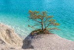 Gotland Blå Lagunen Träd